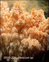 Hericium_sp