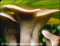 Hohenbuhelia_petaloides