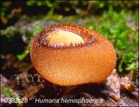 Humaria_hemisphaerica