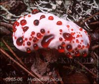 Hydnellum_peckii-b