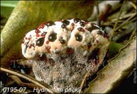 Hydnellum_peckii