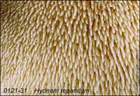 Hydnum_repandum