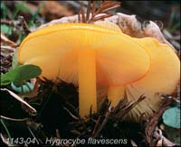 Hygrocybe_flavescens-b