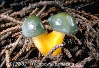 Hygrocybe_psittacina-b