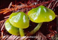 Hygrocybe_psittacina