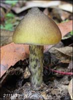 Hygrocybe_sp-d