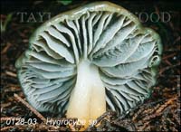 Hygrocybe_sp