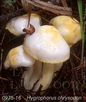 Hygrophorus_chrysodon