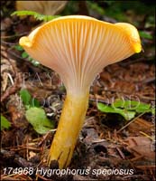 Hygrophorus_speciosus-b