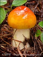 Hygrophorus_speciosus-c