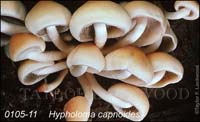 Hypholoma_capnoides