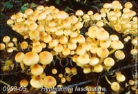 Hypholoma_fasciculare