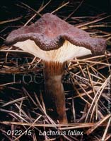 Lactarius_fallax