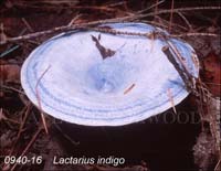 Lactarius_indigo-b