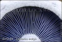 Lactarius_indigo