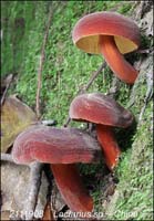 Lactarius_sp-b