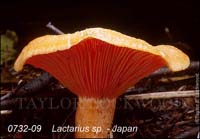 Lactarius_sp