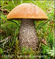 Leccinum_verispelle