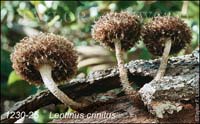 Lentinus_crinitus