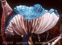 Leptonia_sp