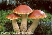 Leratiomyces_ceres