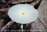 Leucocoprinus_aff_fragili