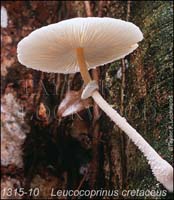 Leucocoprinus_cretaceus-b