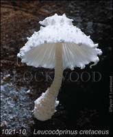 Leucocoprinus_cretaceus