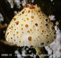 Leucocoprinus_sp