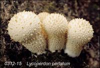 Lycoperdon_perlatum-b