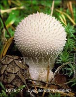 Lycoperdon_perlatum