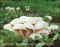 Macrocybe_gigantea-b