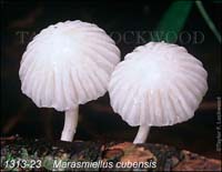 Marasmiellus_cubensis