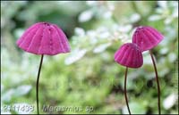 Marasmius_sp-l