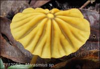 Marasmius_sp-n