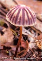 Marasmius_zenkeri