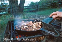 Morchella_elata-d