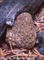 Morchella_elata