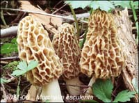 Morchella_esculenta-h