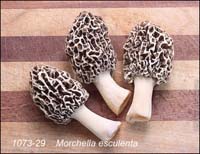 Morchella_esculenta-k