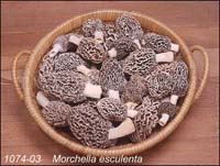 Morchella_esculenta-l