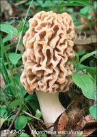 Morchella_esculenta-o