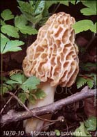 Morchella_esculenta