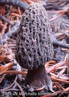 Morchella_tomentosa