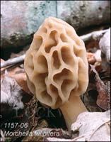 Morchella_tulipifera