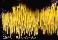 Mucronella_calva