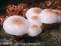 Mycena_chlorophos-b