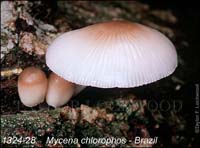 Mycena_chlorophos