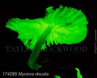 Mycena_deusta-b