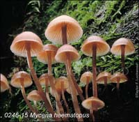 Mycena_haematopus